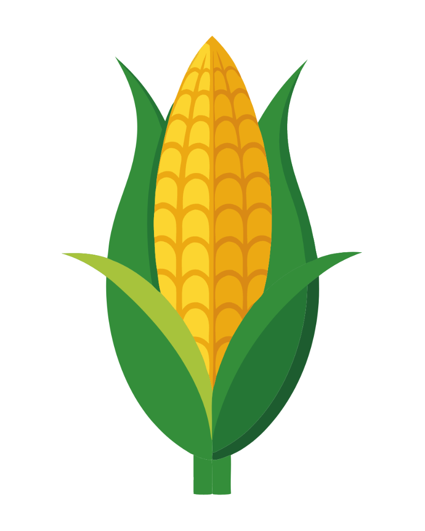 Corn - Fruit - Icon - Clipart