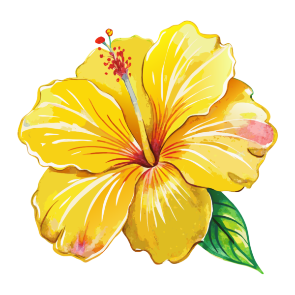 Hawaiian flower Clipart