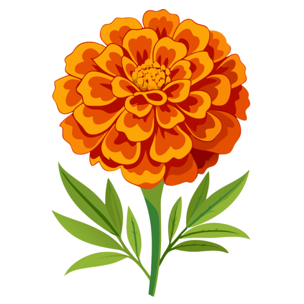 Marigold Clipart