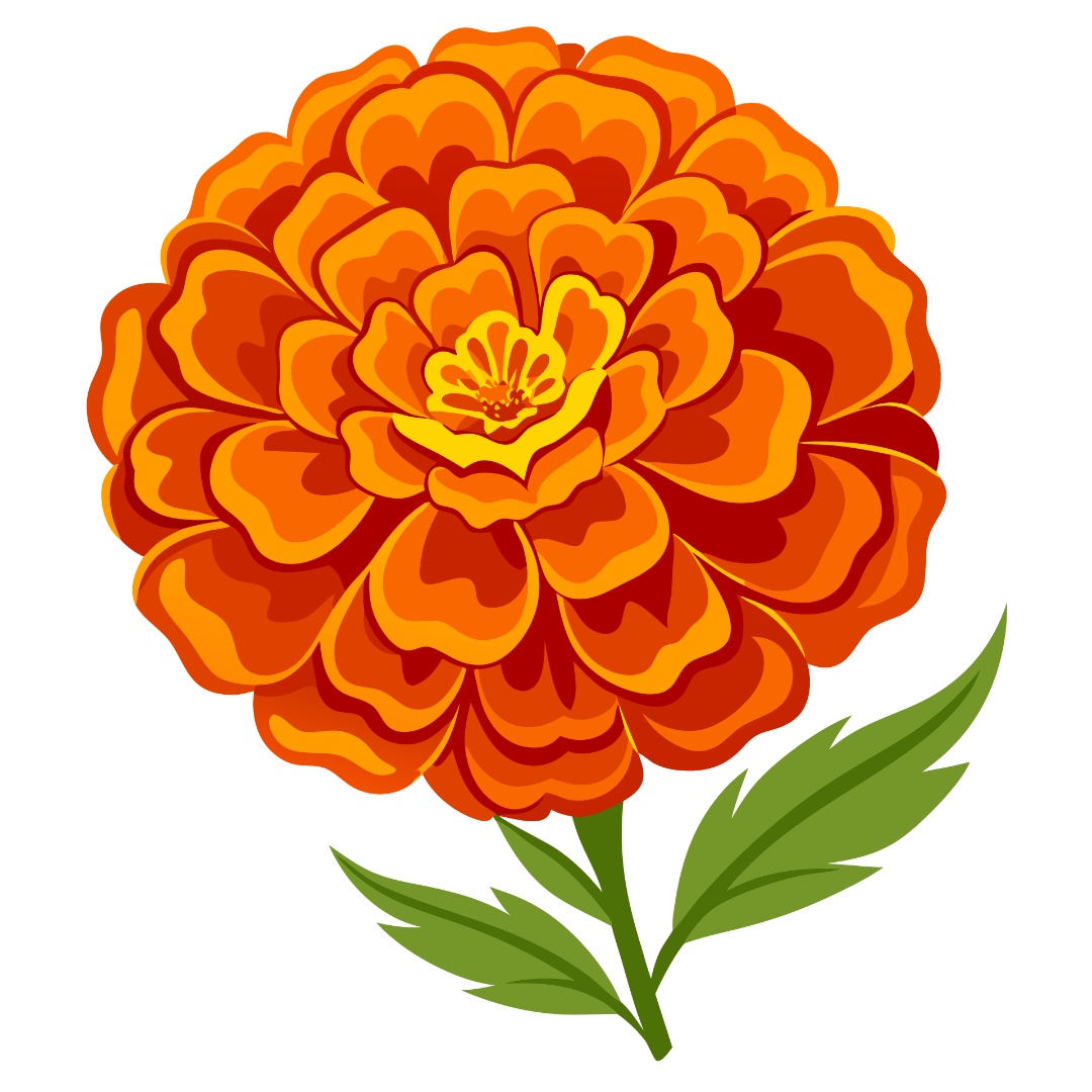 Marigold Transparent PNG