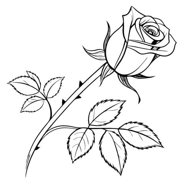 Rose Outline Clipart