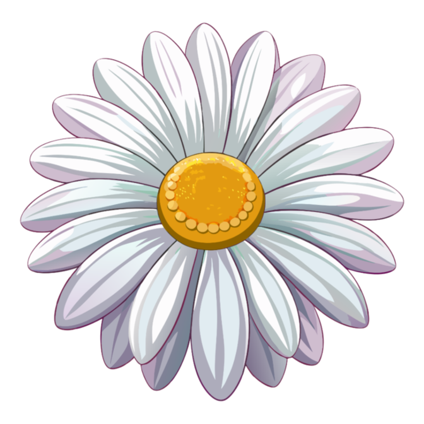 White Daisy Flower