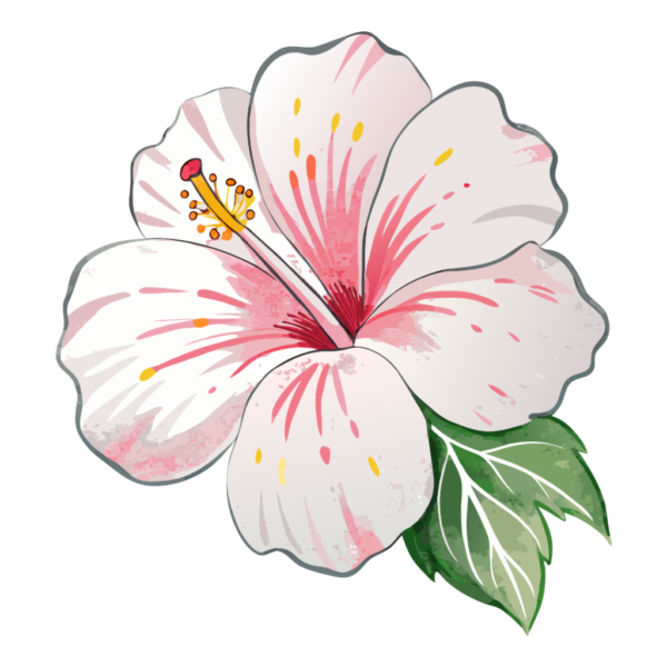 White Hibiscus Clipart